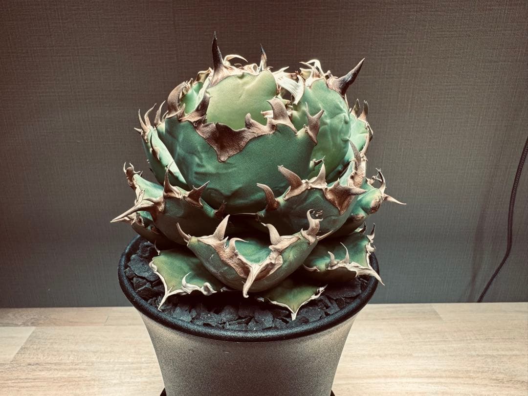 【大株】アガベ　チタノタ　翼竜(プテラノドン)