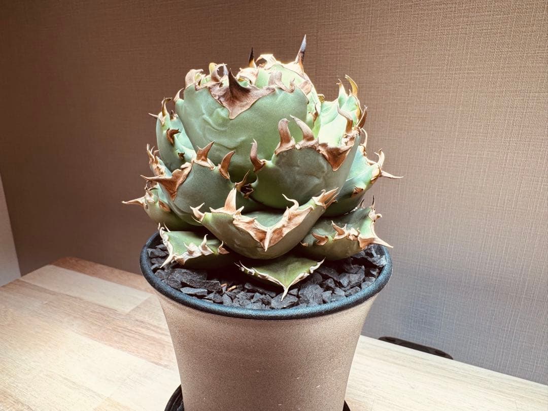 【大株】アガベ　チタノタ　翼竜(プテラノドン)