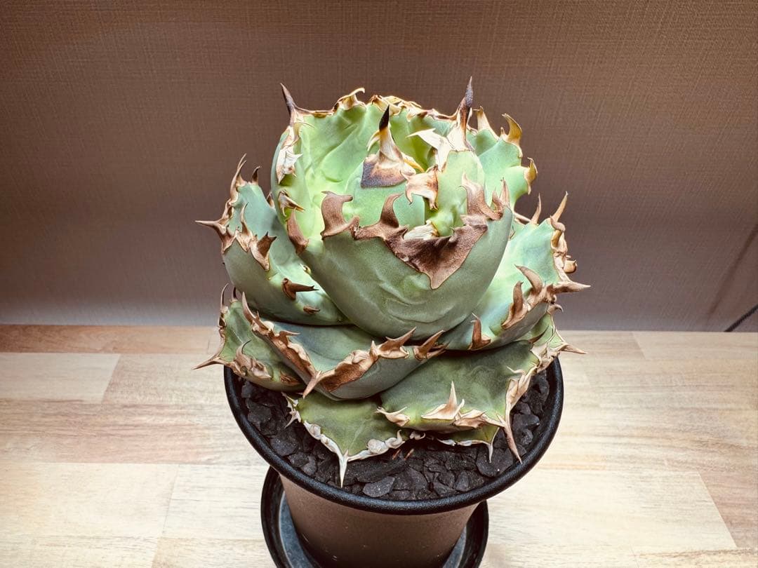 【大株】アガベ　チタノタ　翼竜(プテラノドン)