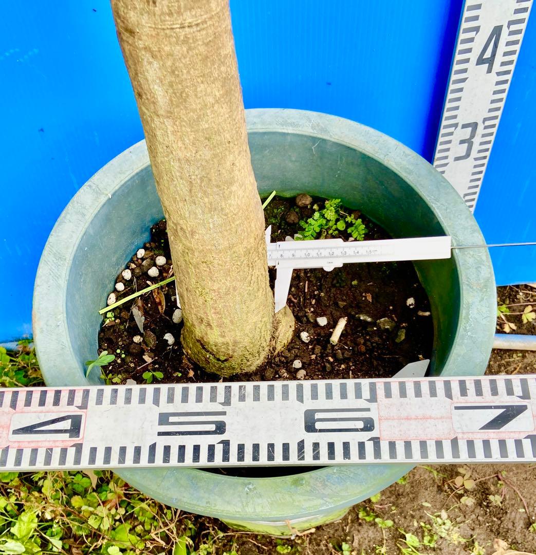 88ヤマシタマンゴー　耐寒性【雪姫】特大株