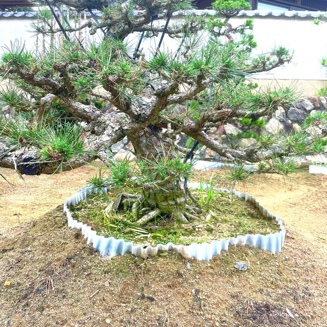 三河黒松『全長約140㎝』引き取り限定。近畿地方のみ配達&植込み可能。