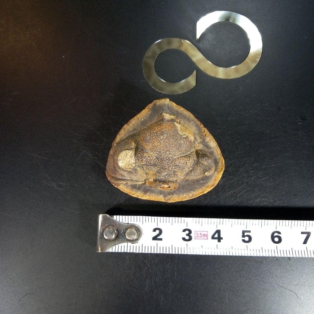 三葉虫　化石　fossil　ボリビア産　trilobite　ボリビア三葉虫郡②