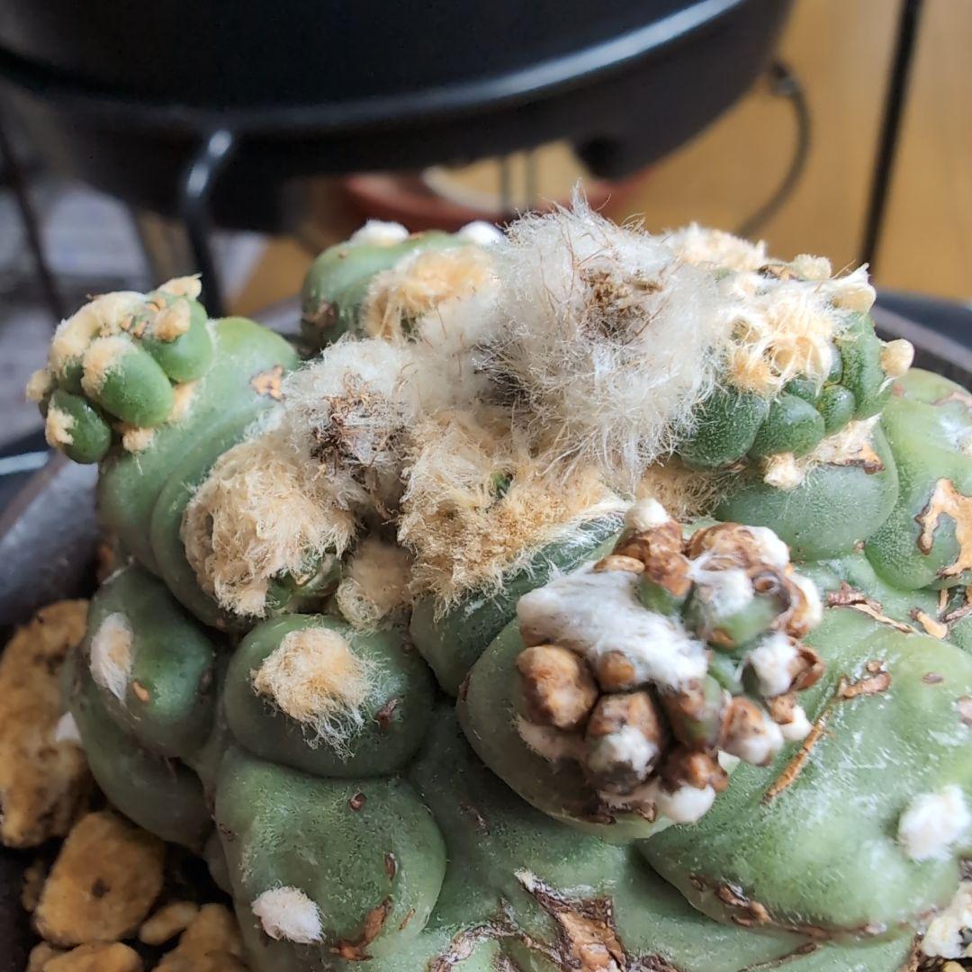 国内実生苗　アストロフィツム　悟空兜　亀甲兜/スーパー兜/ランポー玉/般若/兜丸