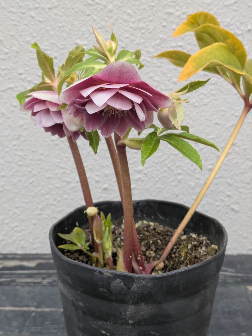 広瀬園芸 クリスマスローズ 【ソレイユ系 リバーシブル多弁】白抜け・極美発色