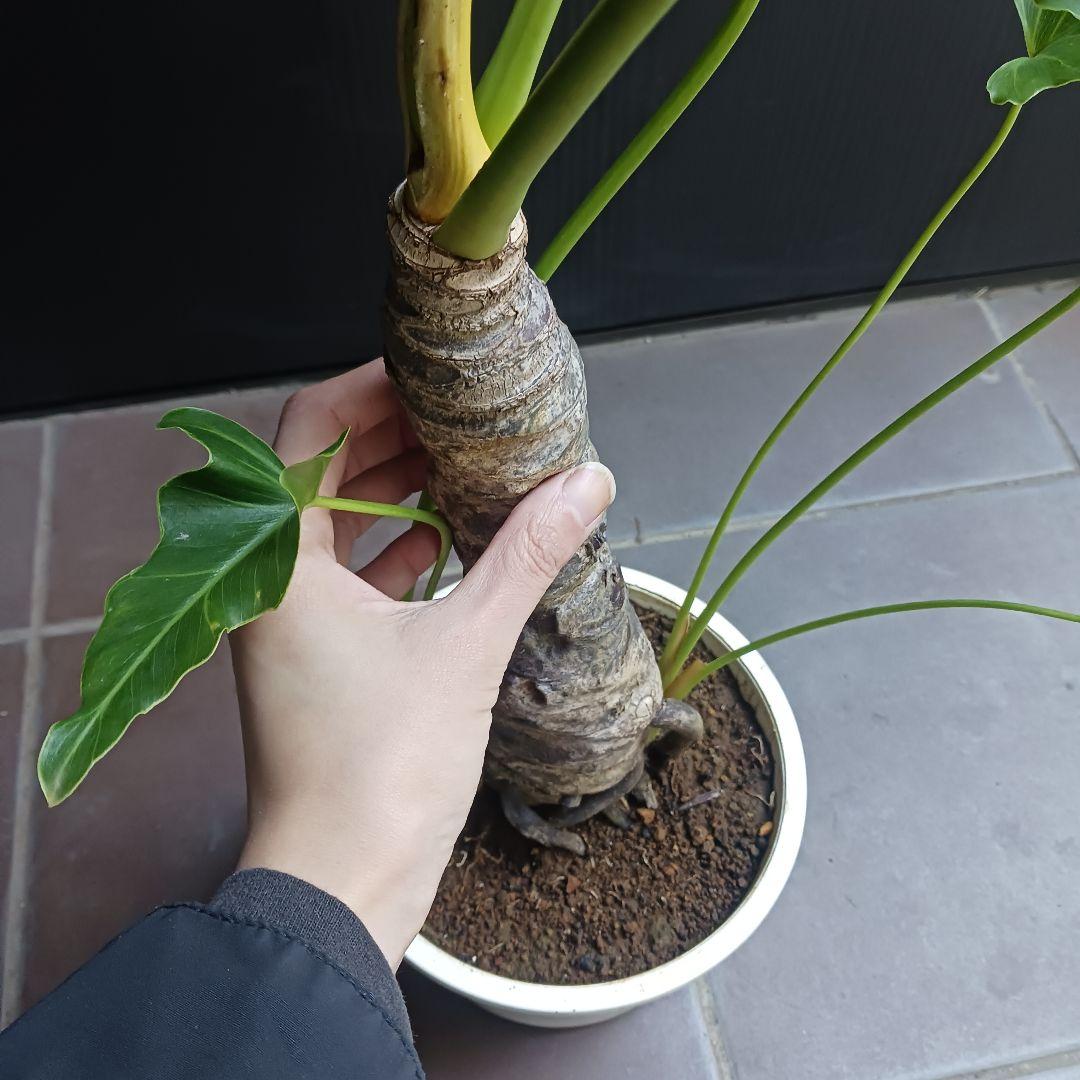 10 セローム　6号　幹上がり　幹立ち　八丈島産