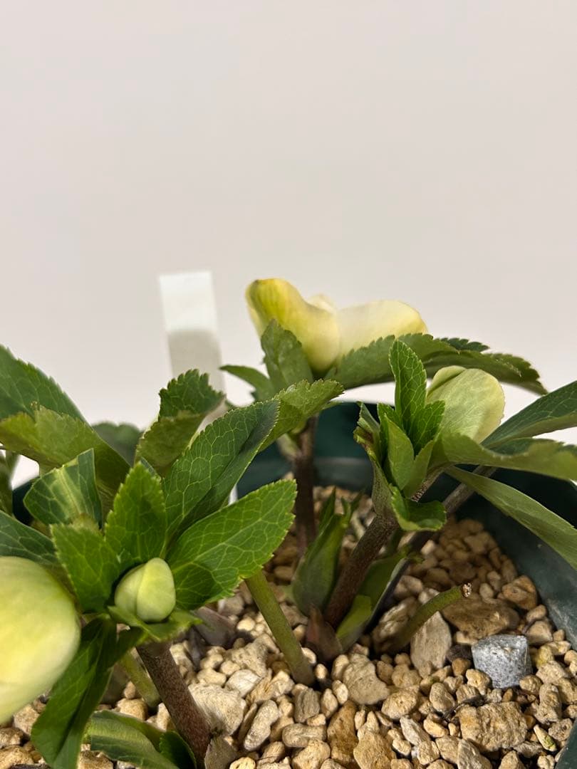 多弁系ホワイトバイカラー　加藤農園　クリスマスローズ