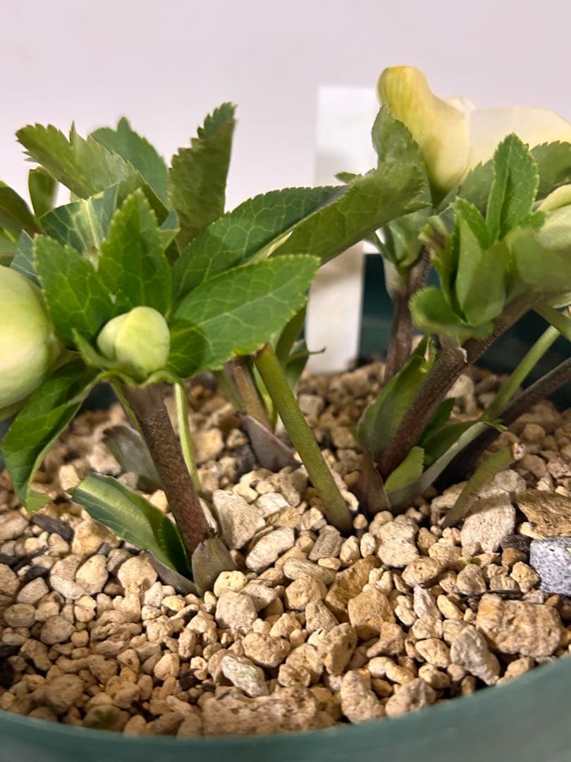 多弁系ホワイトバイカラー　加藤農園　クリスマスローズ