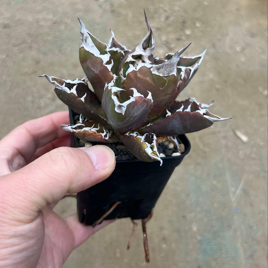 アガベ チタノタ　白火焔　活着済