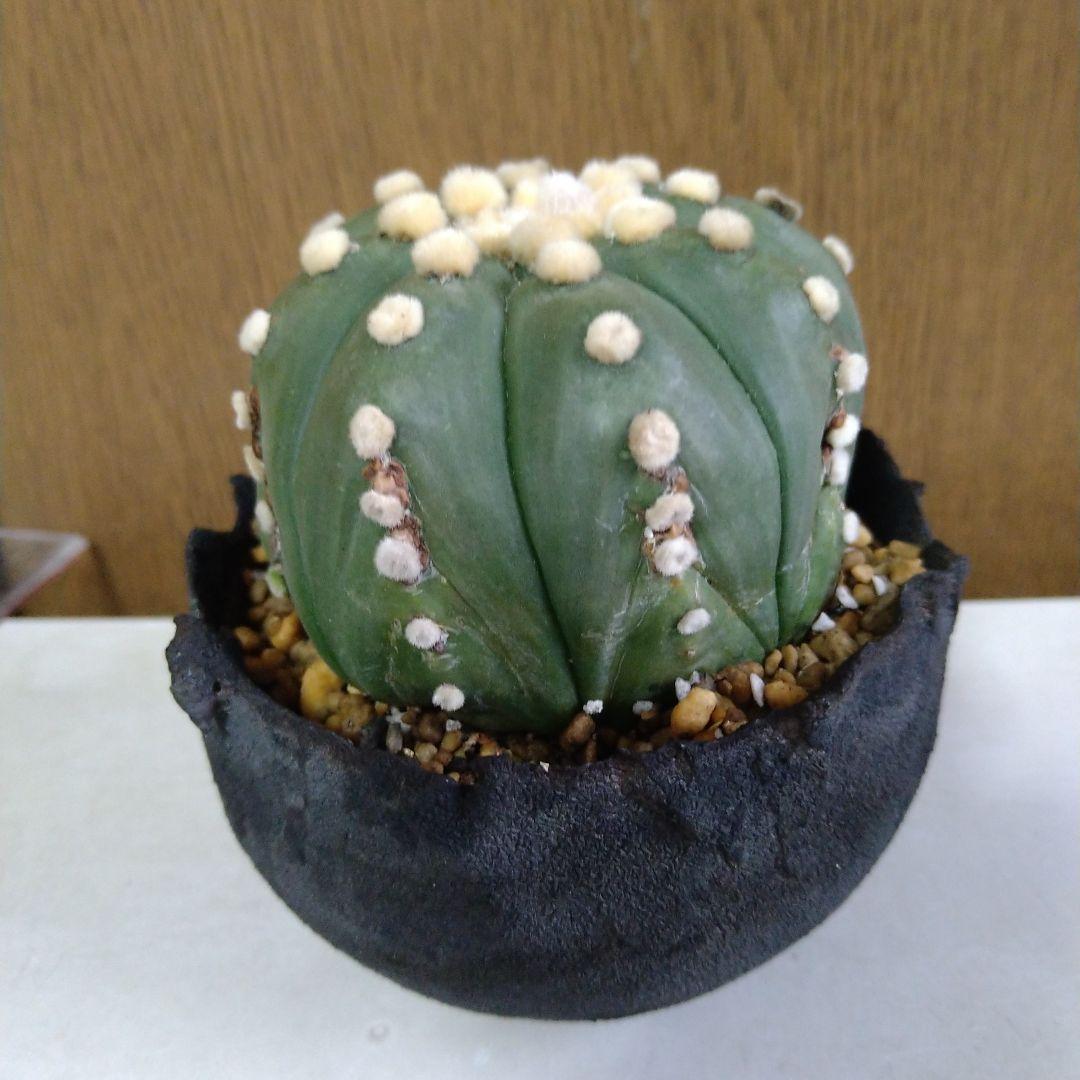 △アストロフィツム 王冠瑠璃兜✕たけろうポット5400