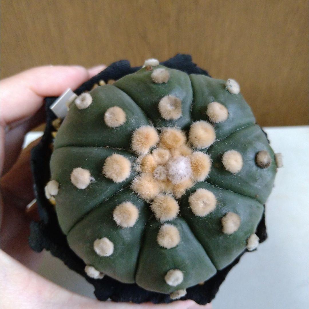 △アストロフィツム 王冠瑠璃兜✕たけろうポット5400