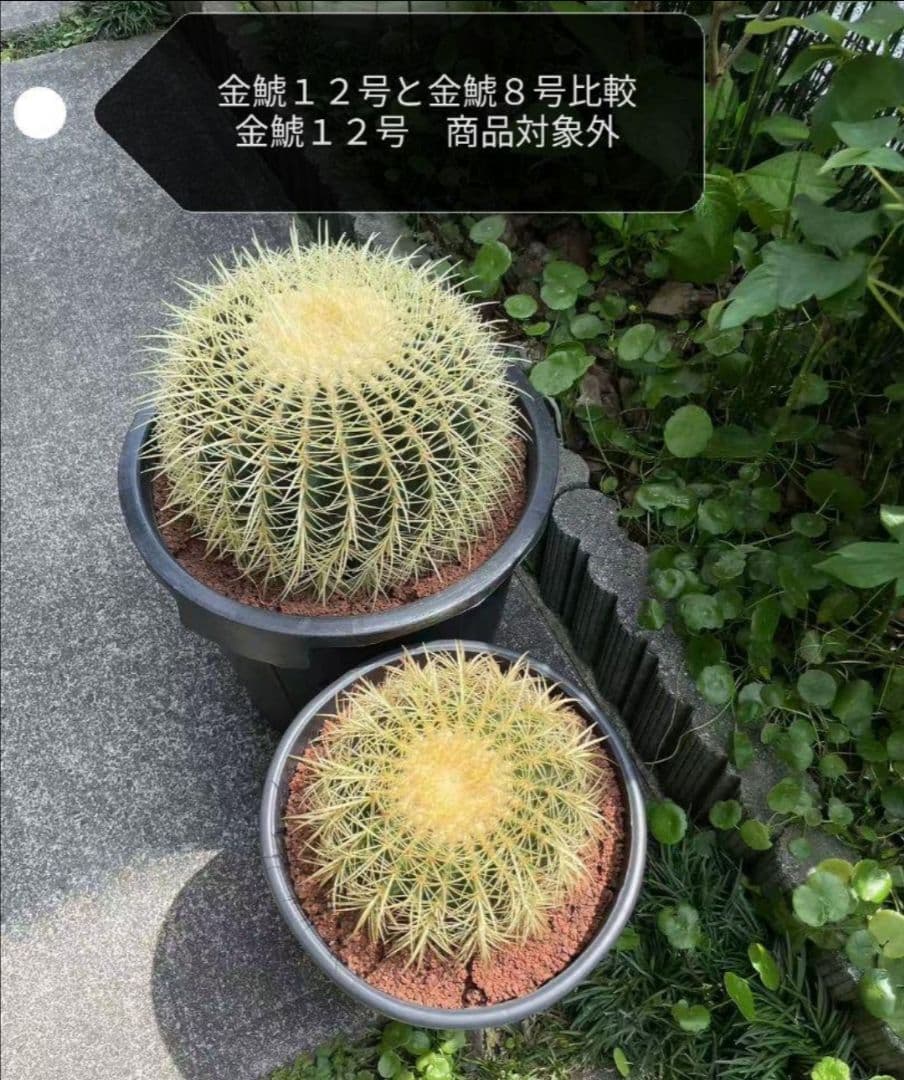 金鯱 サボテン キンシャチ 8号 ロックガーデン 逸品 エキノカクタス 観葉植物