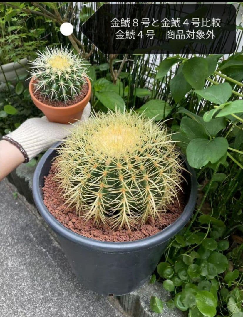 金鯱 サボテン キンシャチ 8号 ロックガーデン 逸品 エキノカクタス 観葉植物