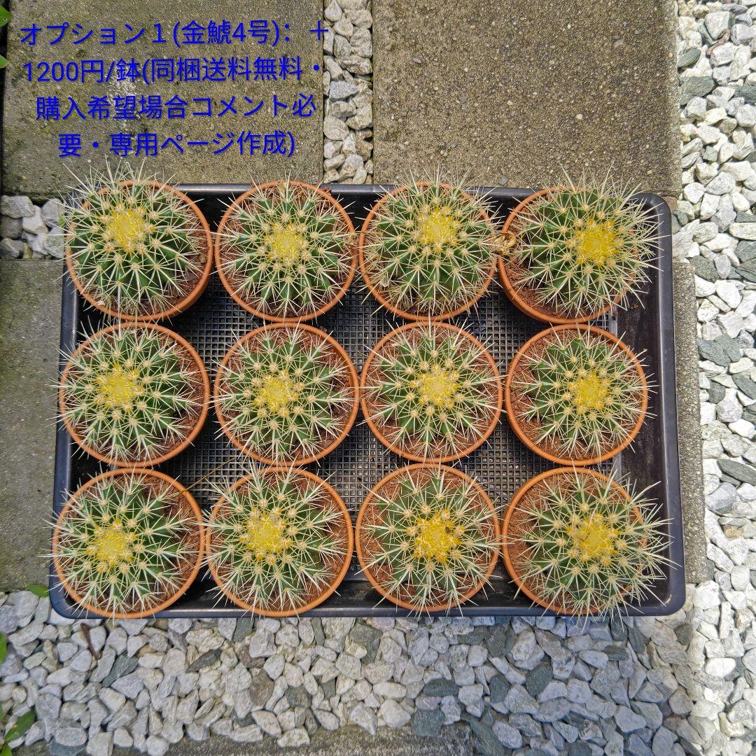 金鯱 サボテン キンシャチ 8号 ロックガーデン 逸品 エキノカクタス 観葉植物