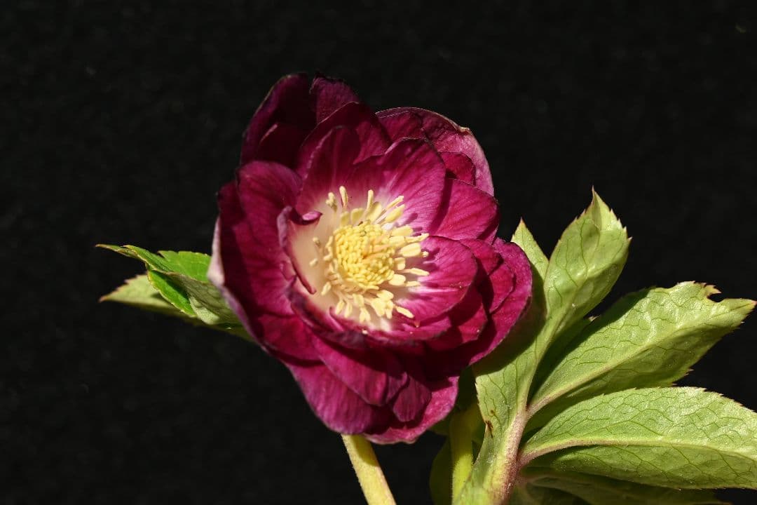 クリスマスローズ　最新花　認定グロッシー紅白　加藤農園