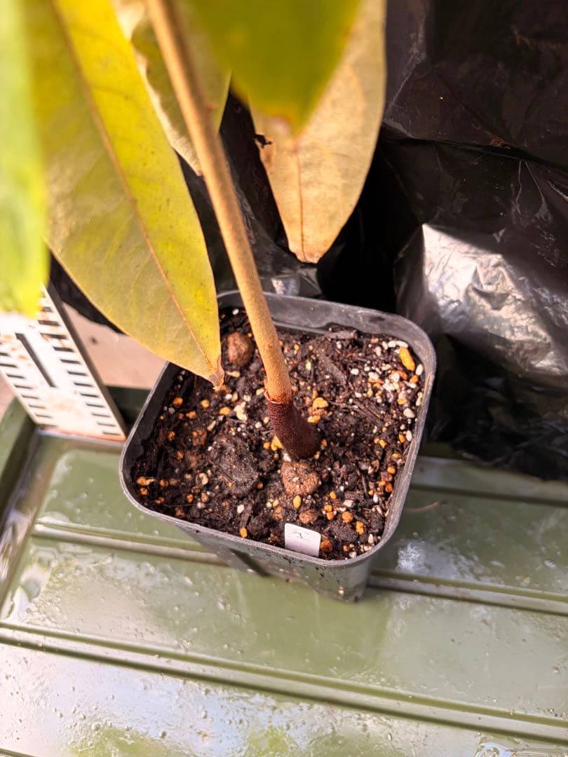 ドリアンレア品種苗 Durio macrantha Dwarf Type DD2