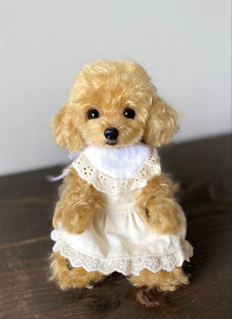 アプリコット　トイプードル