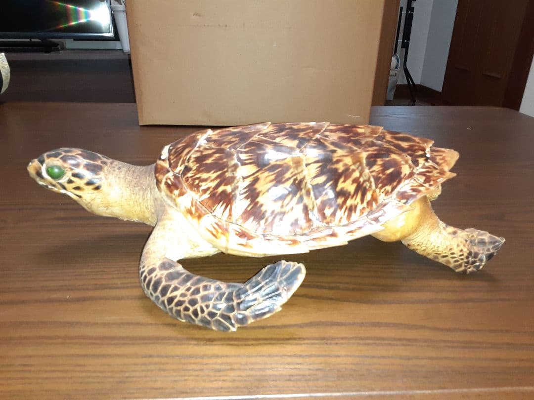 うみがめ剥製　国際希少野生動植物登録票有り