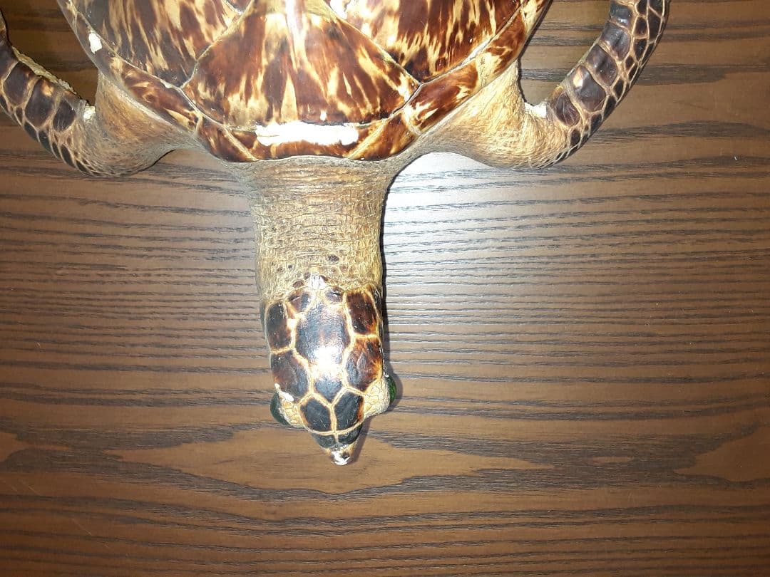 うみがめ剥製　国際希少野生動植物登録票有り