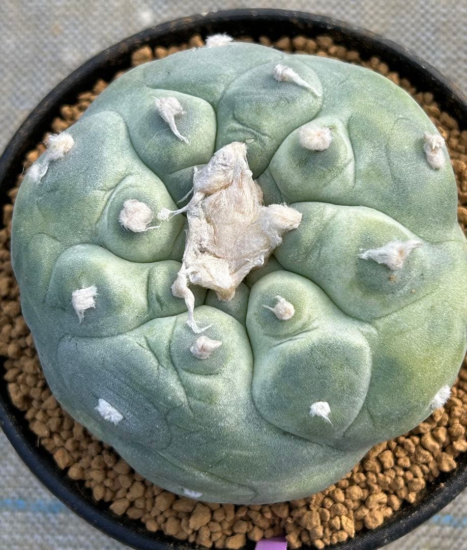 ロフォフォラ　疣銀冠玉錦　美株