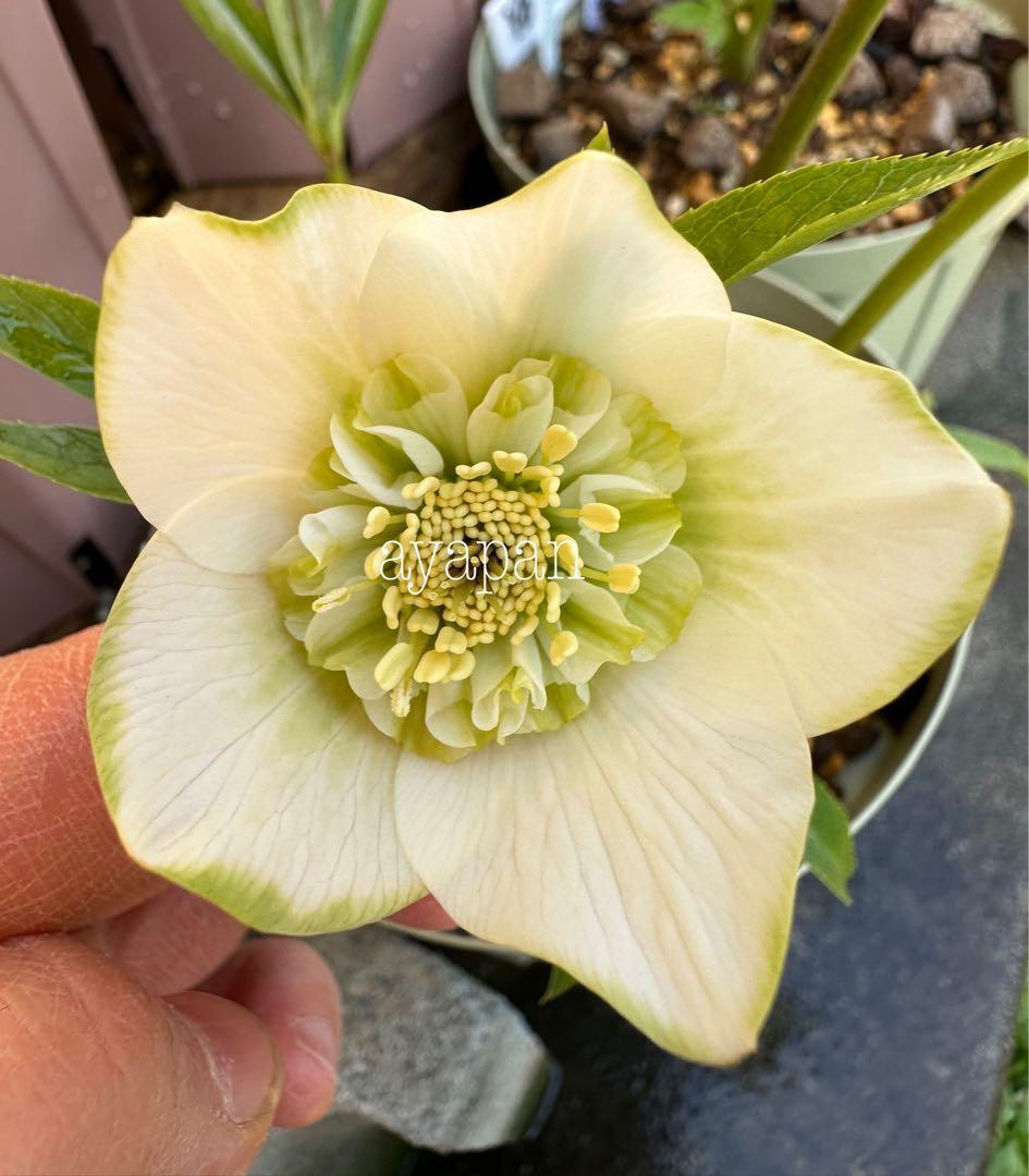 クリスマスローズ　吉田園芸ピエラセミダブル　未株分け