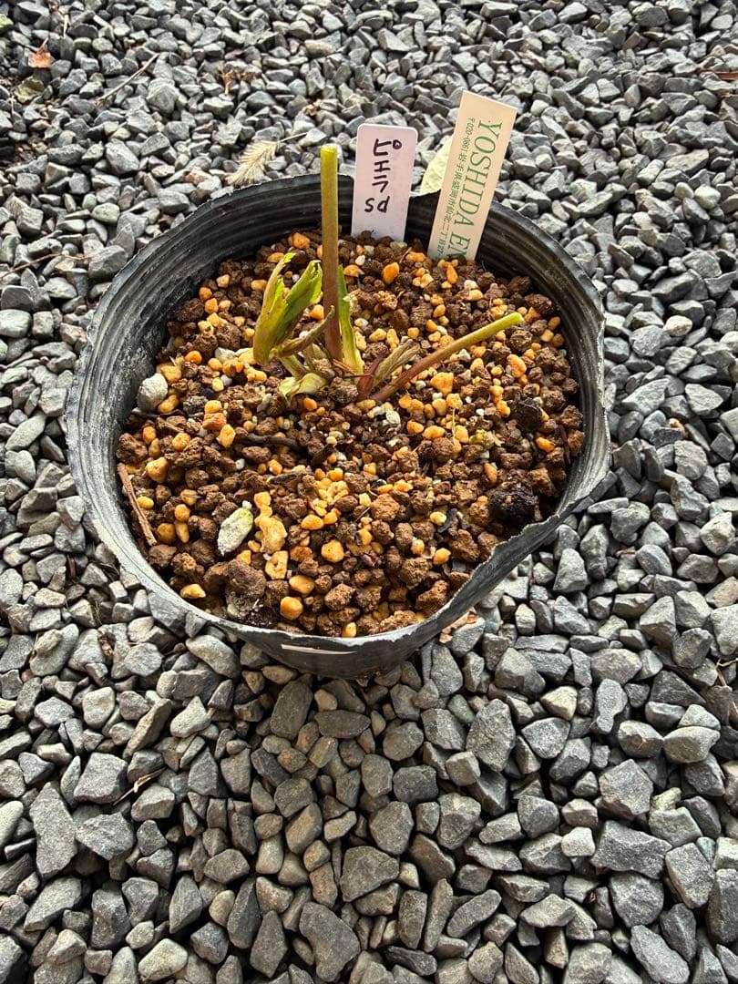 クリスマスローズ　吉田園芸ピエラセミダブル　未株分け