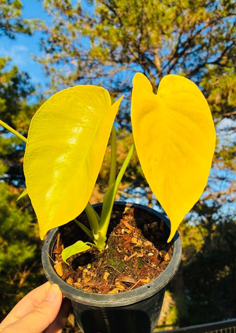 モンステラ　デリシオーサ ‘Triple Yellow’ 新種　黄金葉