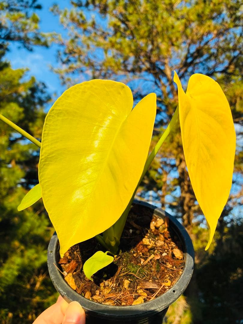 モンステラ　デリシオーサ ‘Triple Yellow’ 新種　黄金葉
