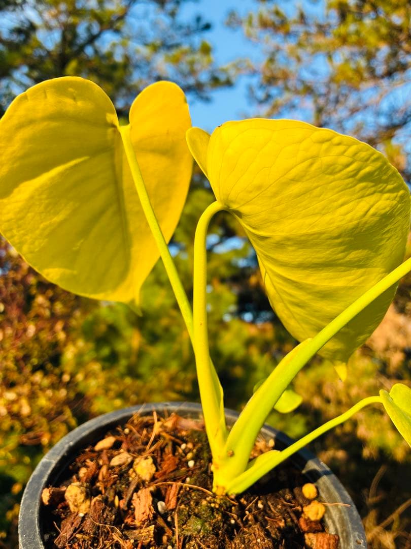 モンステラ　デリシオーサ ‘Triple Yellow’ 新種　黄金葉
