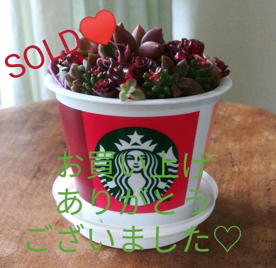 SOLD♡　多肉寄植え　みちみち多肉ミニガーデン　rouge in スタバ