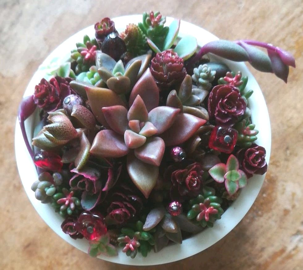 SOLD♡　多肉寄植え　みちみち多肉ミニガーデン　rouge in スタバ