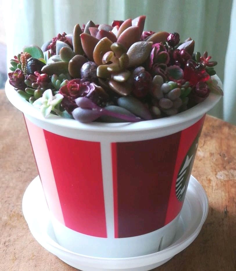 SOLD♡　多肉寄植え　みちみち多肉ミニガーデン　rouge in スタバ