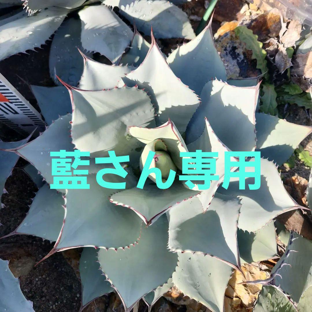 パリートランカータ