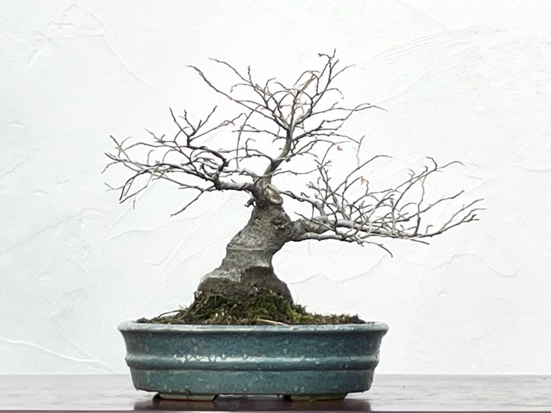 三河盆栽　エノキ　盆栽