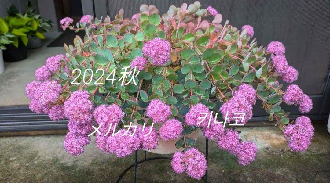 越中ミセバヤ １ 抜き苗 多肉植物