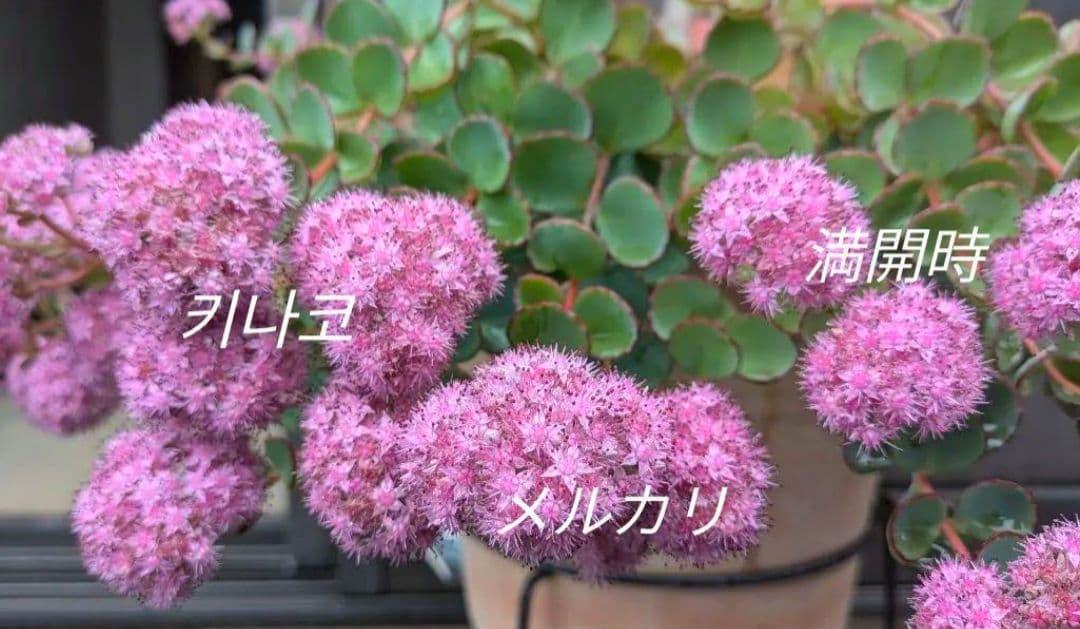 越中ミセバヤ １ 抜き苗 多肉植物