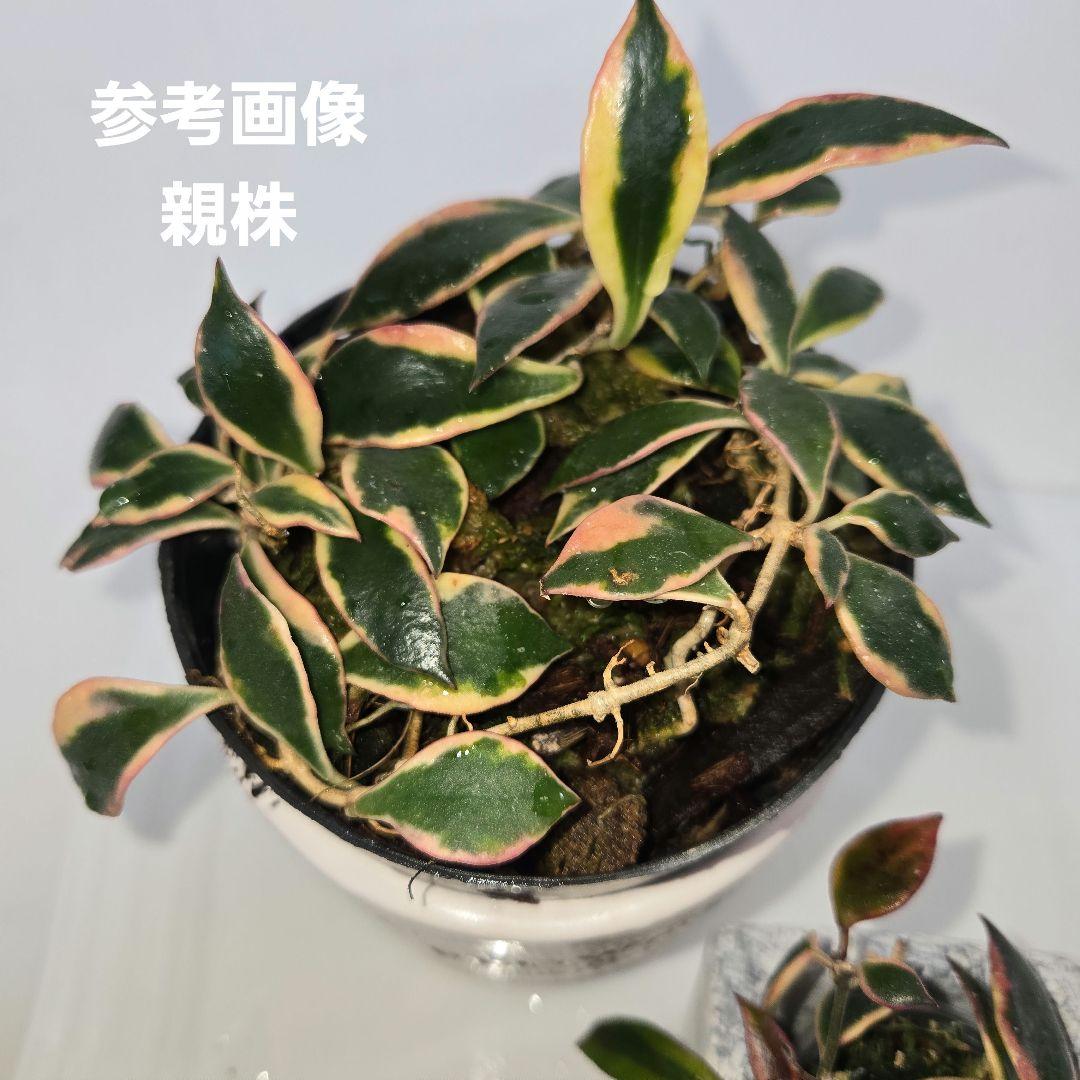 Hoya bakoensis variegated 　4~５センチカップ植え