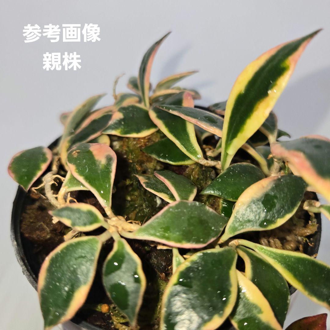 Hoya bakoensis variegated 　4~５センチカップ植え