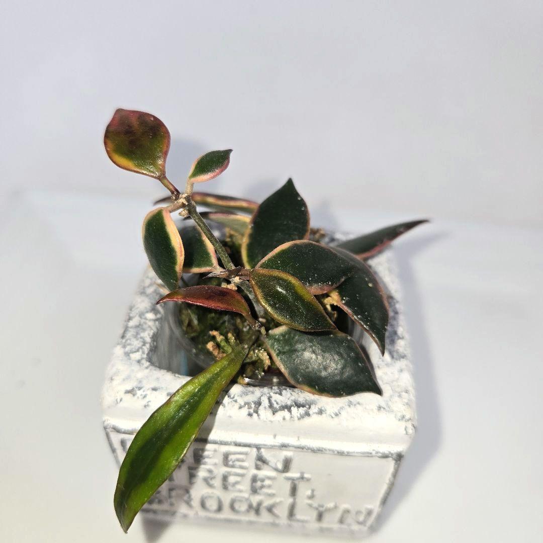 Hoya bakoensis variegated 　4~５センチカップ植え