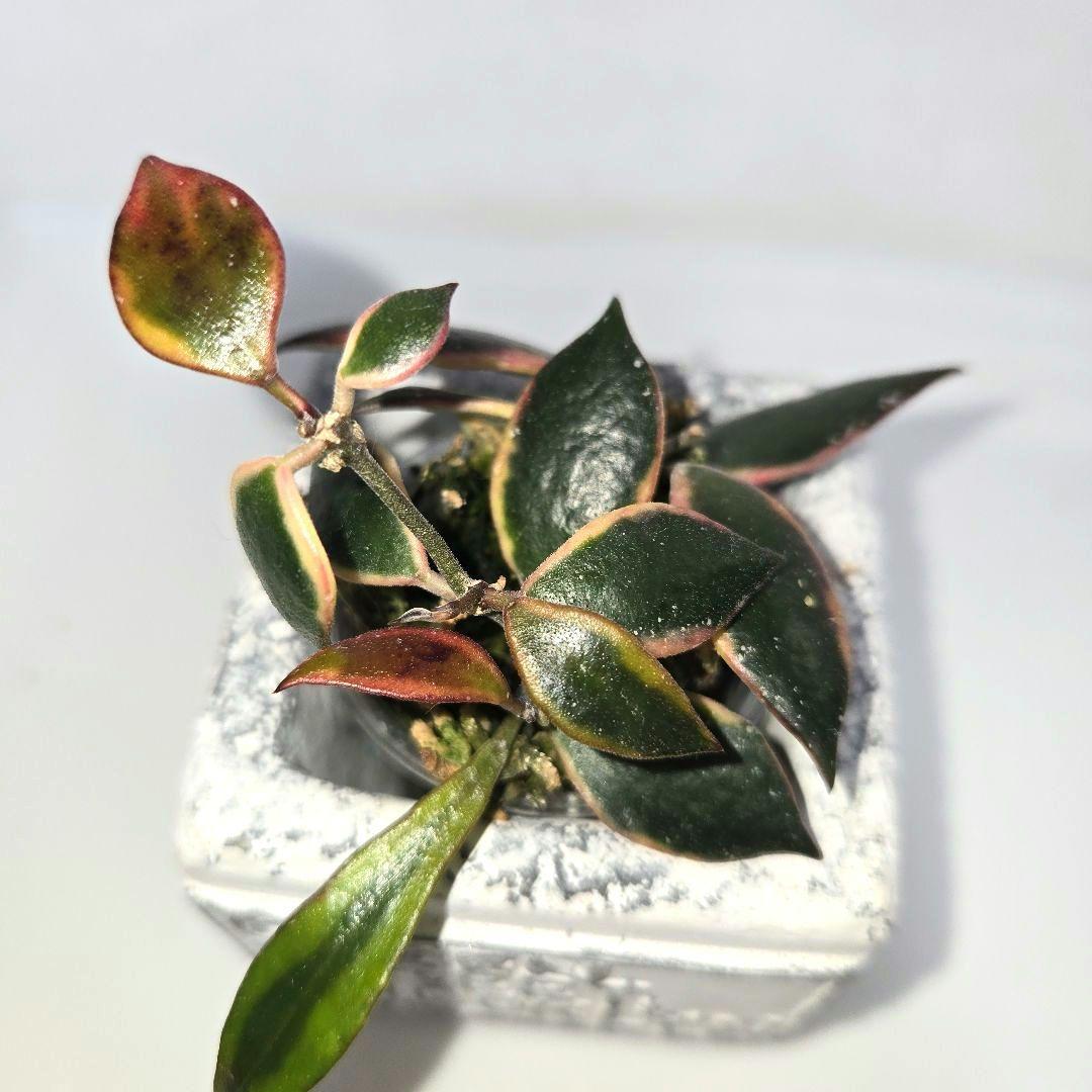 Hoya bakoensis variegated 　4~５センチカップ植え