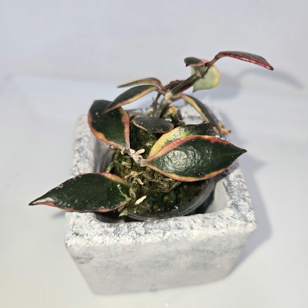 Hoya bakoensis variegated 　4~５センチカップ植え