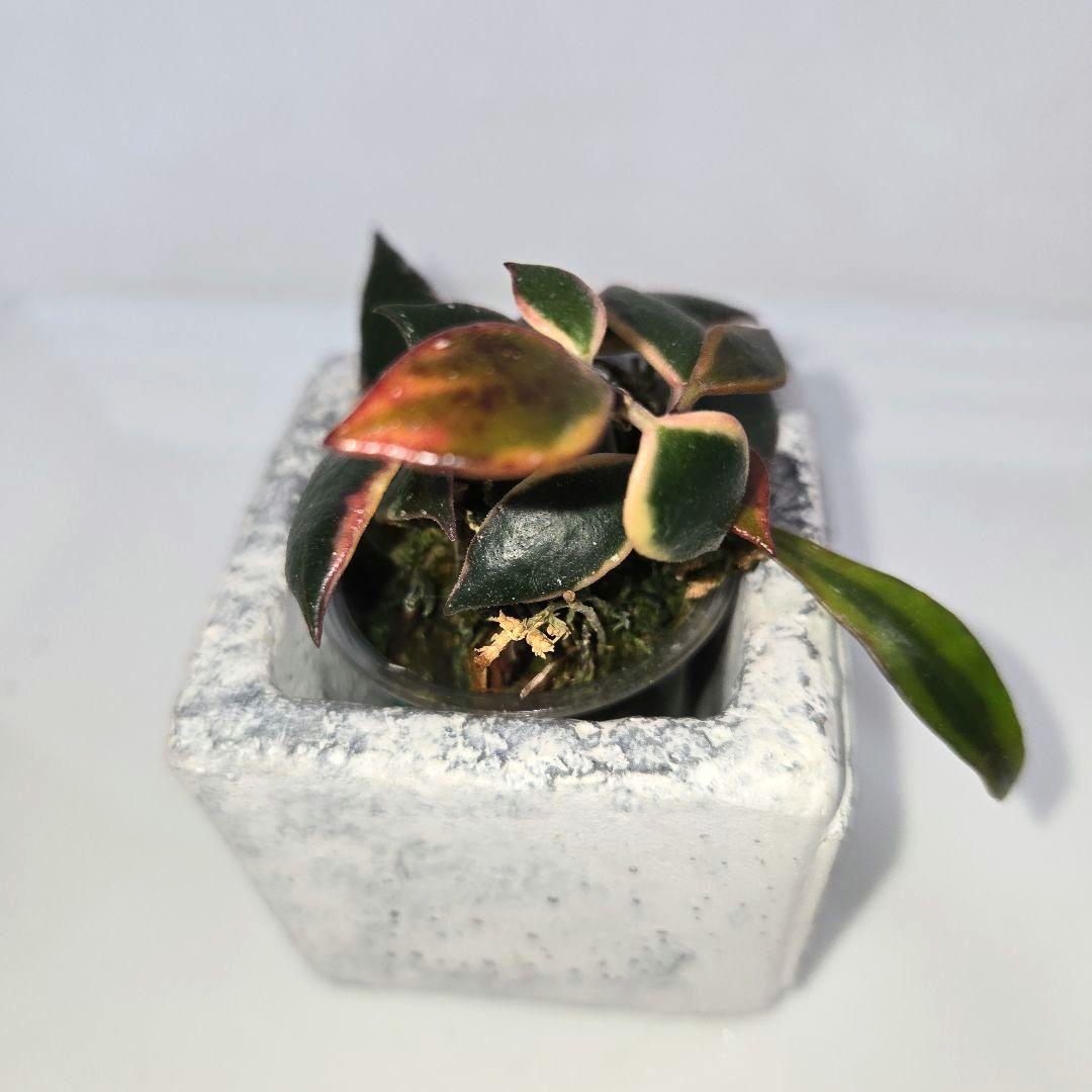 Hoya bakoensis variegated 　4~５センチカップ植え