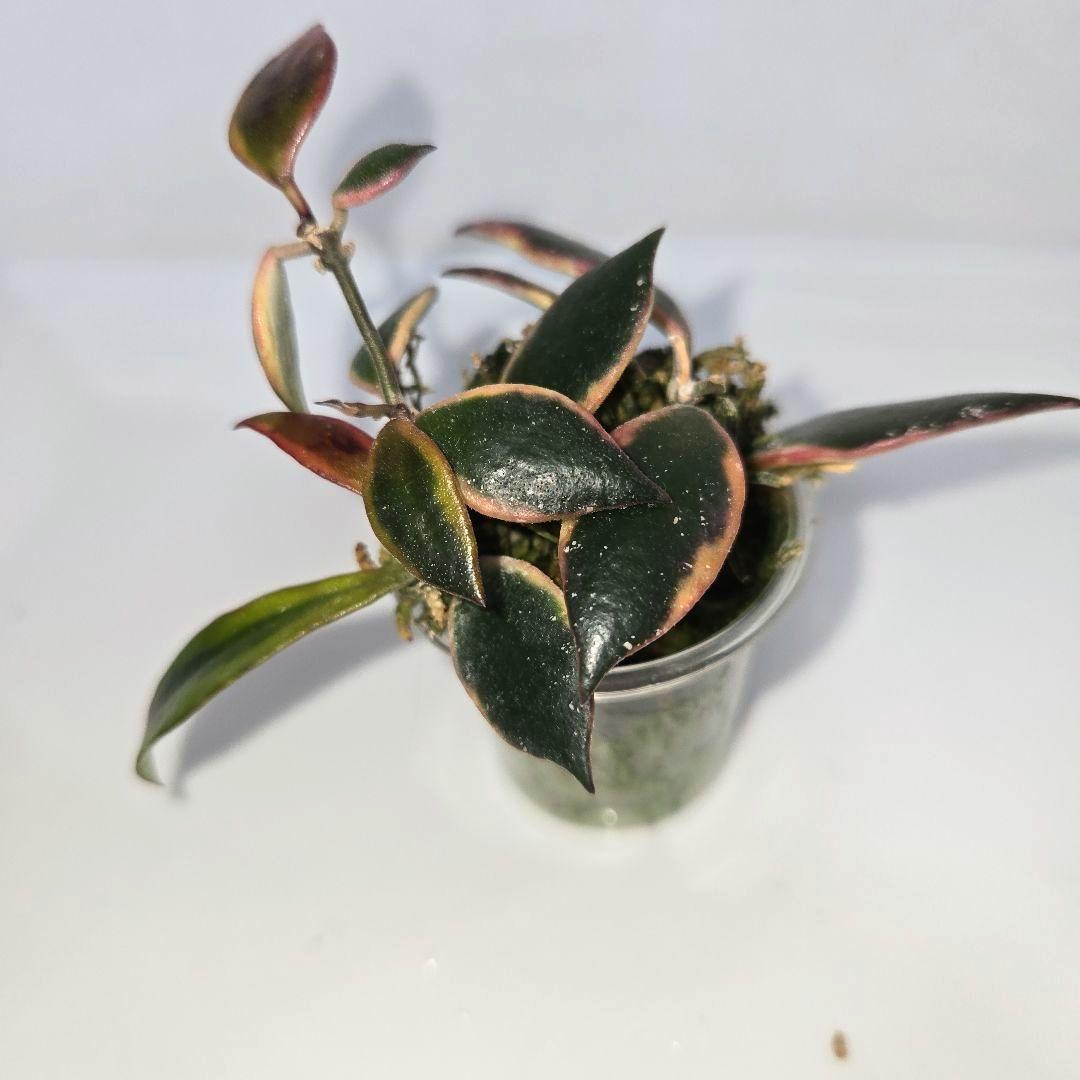 Hoya bakoensis variegated 　4~５センチカップ植え
