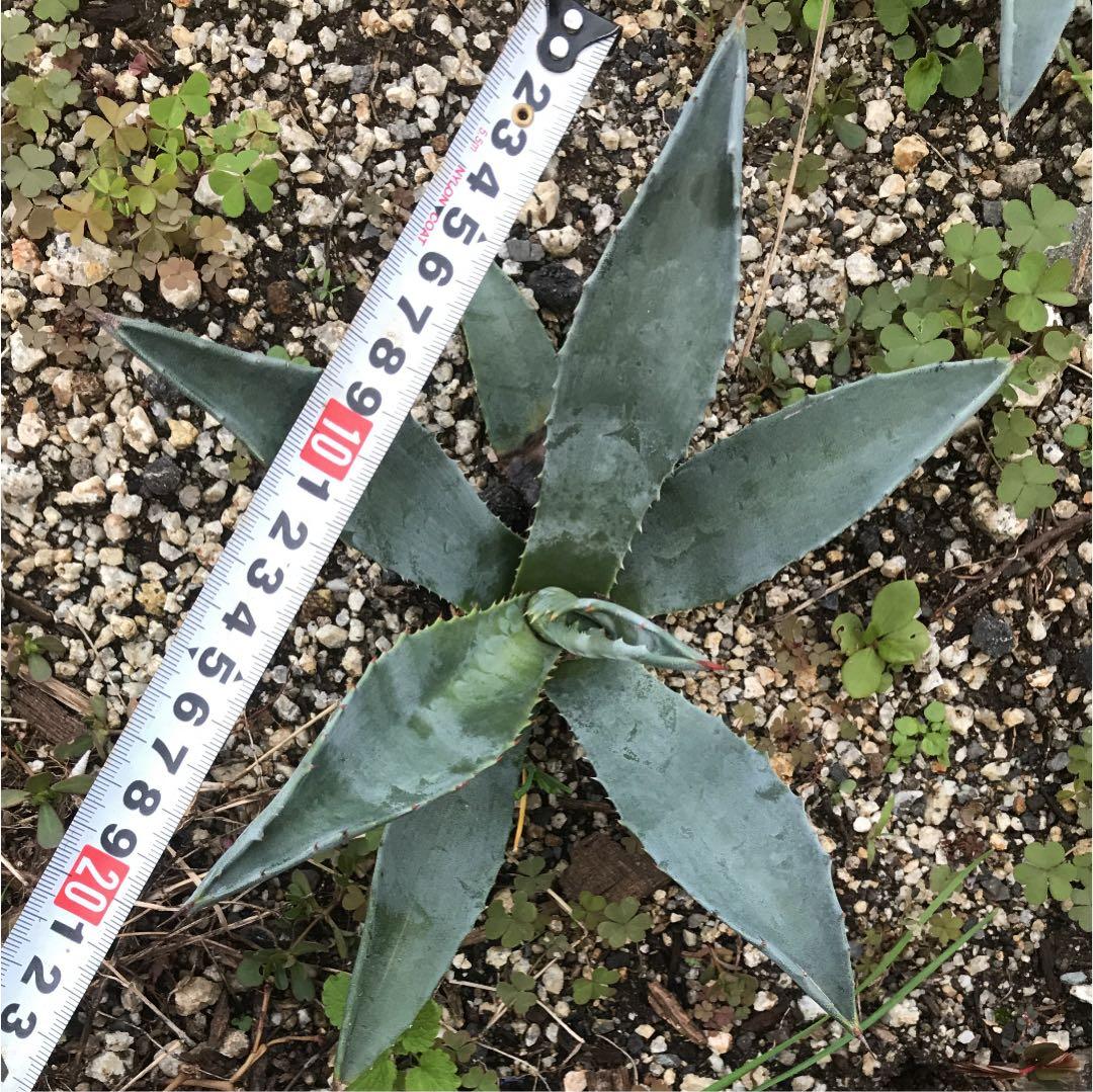 アガベ  リュウゼツラン 交配種