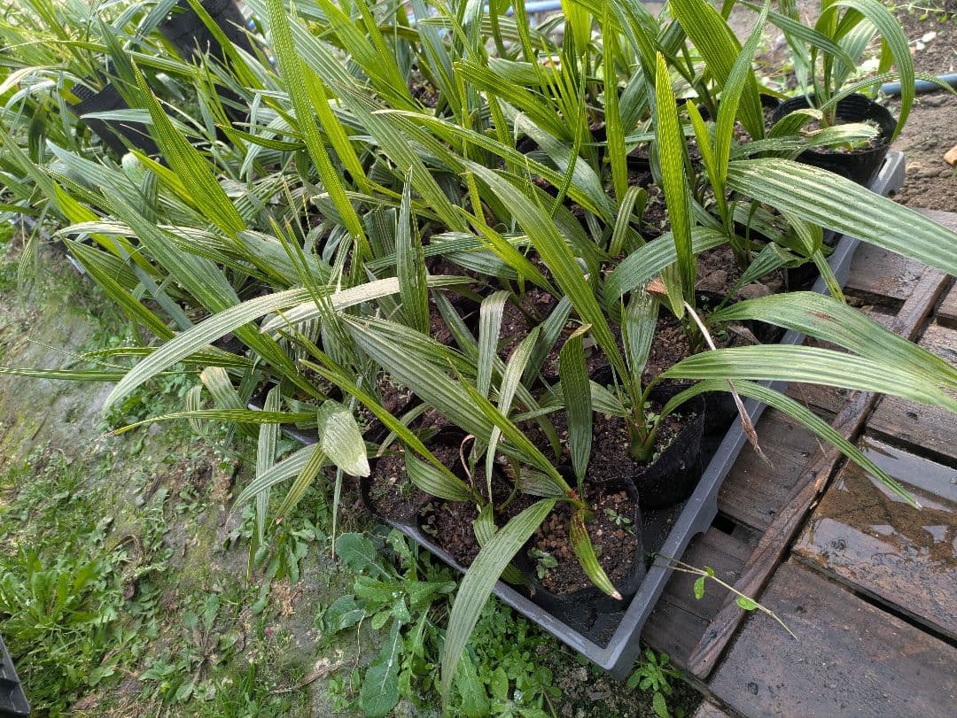 なるべく元気なのだけ選びました。カナリーヤシ50株