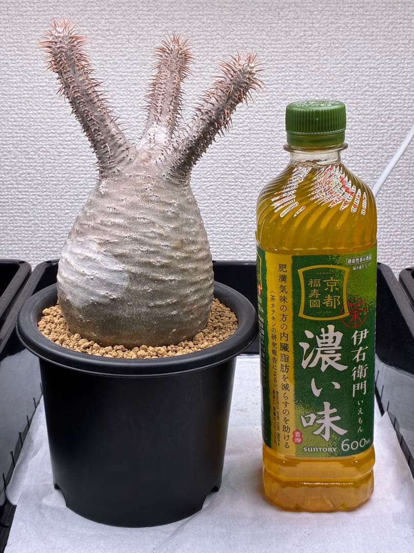 【鉢ごと発送】パキポディウム グラキリス 現地球 発根済み