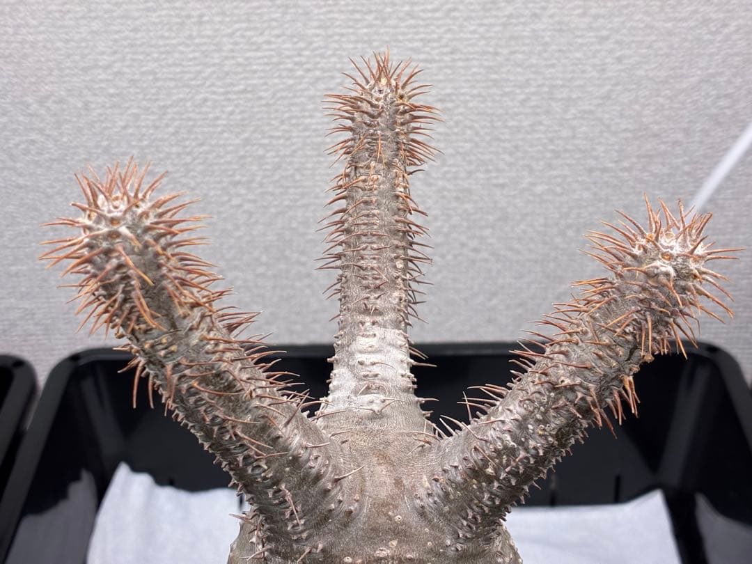 【鉢ごと発送】パキポディウム グラキリス 現地球 発根済み