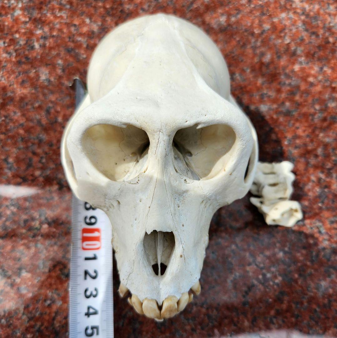 ニホン猿頭蓋骨