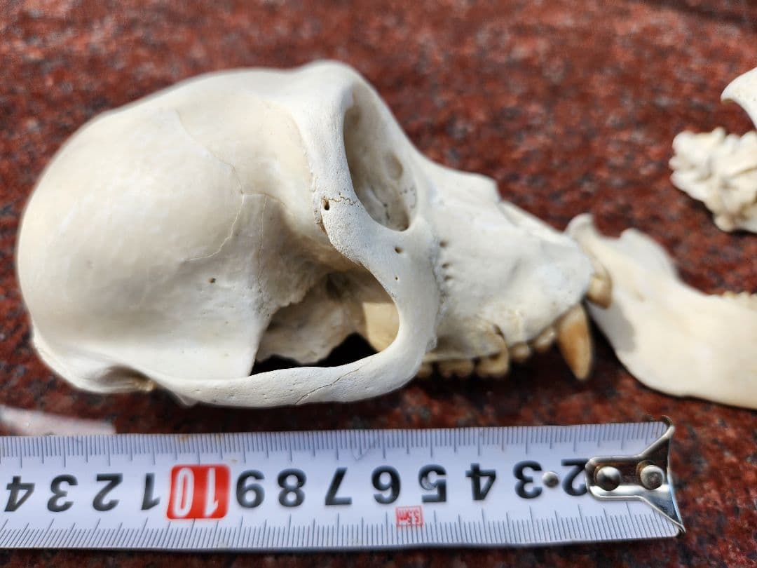 ニホン猿頭蓋骨