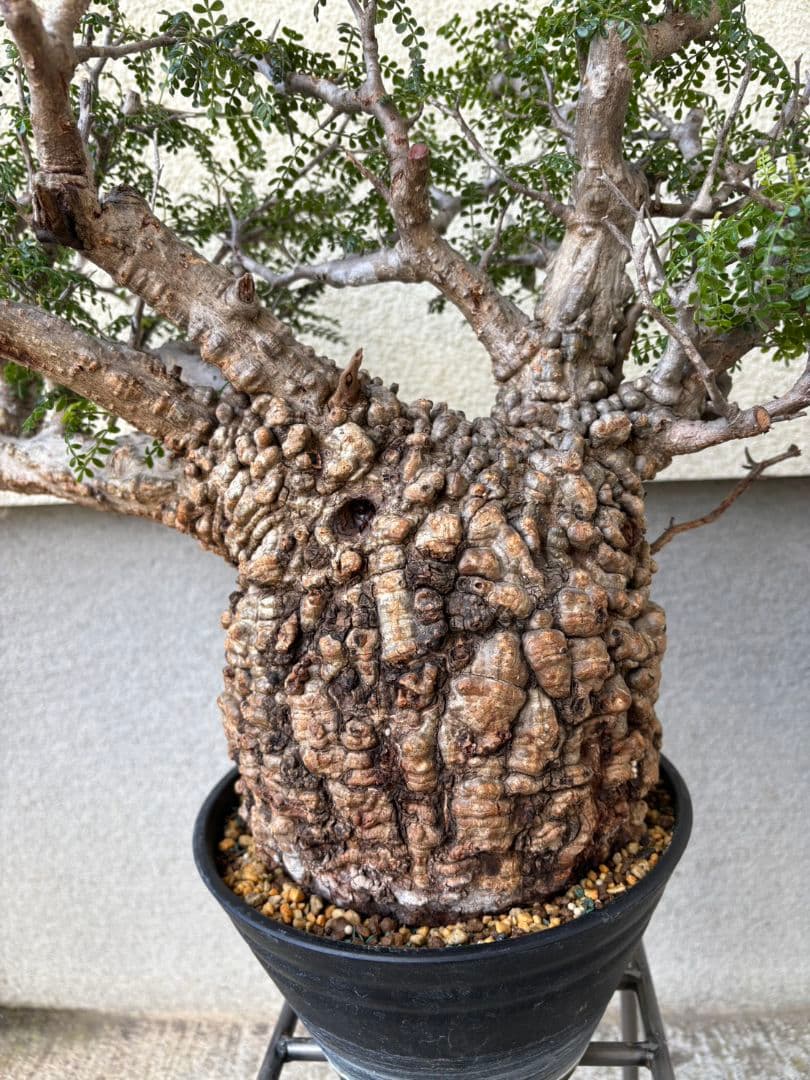 週末SALE。オペルクリカリア　パキプス【御神木】【発根済】