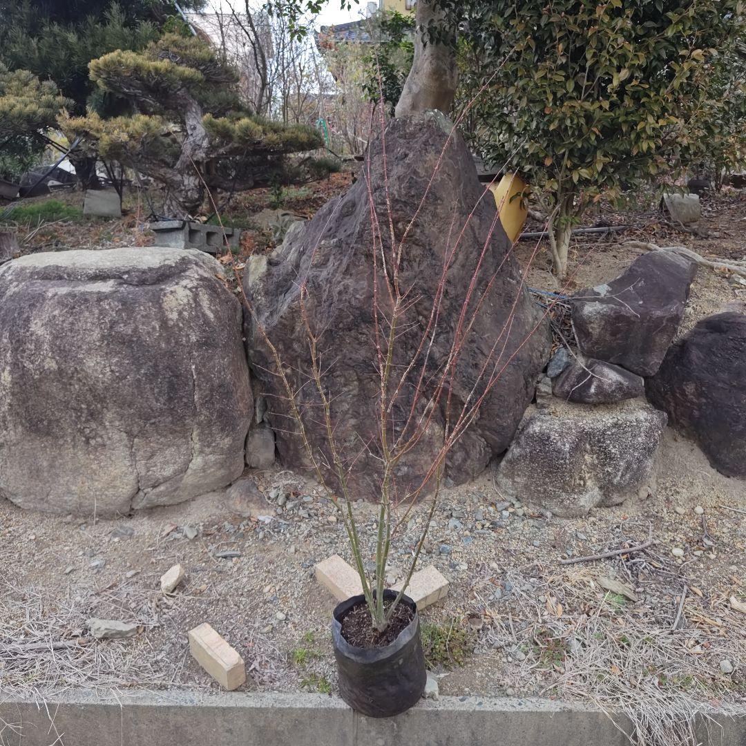 現品 イロハモミジ 本株 5本立ち